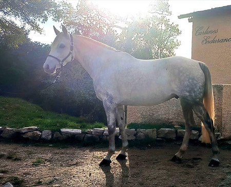 Kaboul du Barthas by Djelam du Lebous x Syria du Barthas / Djin Lotois
