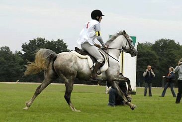 Sham Charca 2nd CEI** Rambouillet, fils de Djin Lotois, performeur de l'Elevage du Barthas