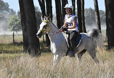 Vainqueur du Barthas, fils de Djin Lotois, gagnant CEI**, performeur de l'Elevage du Barthas