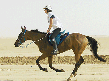 Hifrane du Barthas, plusieurs fois médallée d'Or par équipe Jeux Equestres Mondiaux et Meilleure Condtion et Championnat d'Europe