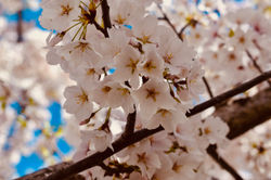 Tidal Basin, Washington, D.C