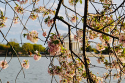 Tidal Basin, Washington D.C