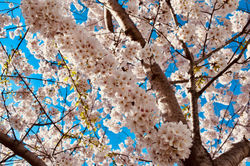 Tidal Basin, Washington, D.C