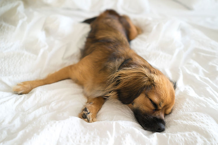 眠る犬