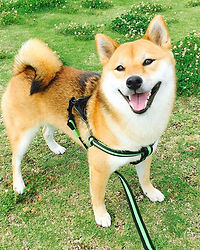 柴犬