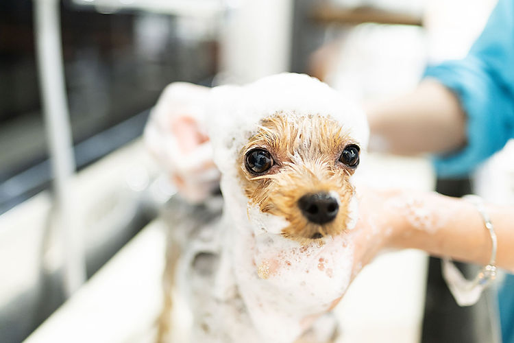 シャンプー中の犬
