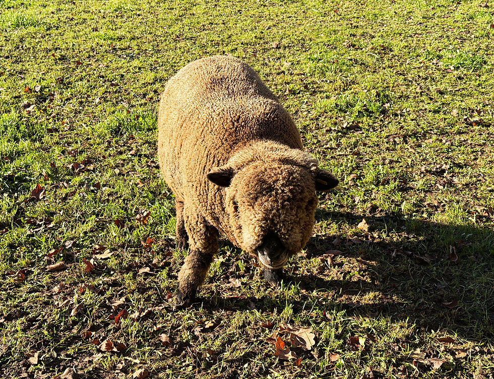 One of the friendly animals