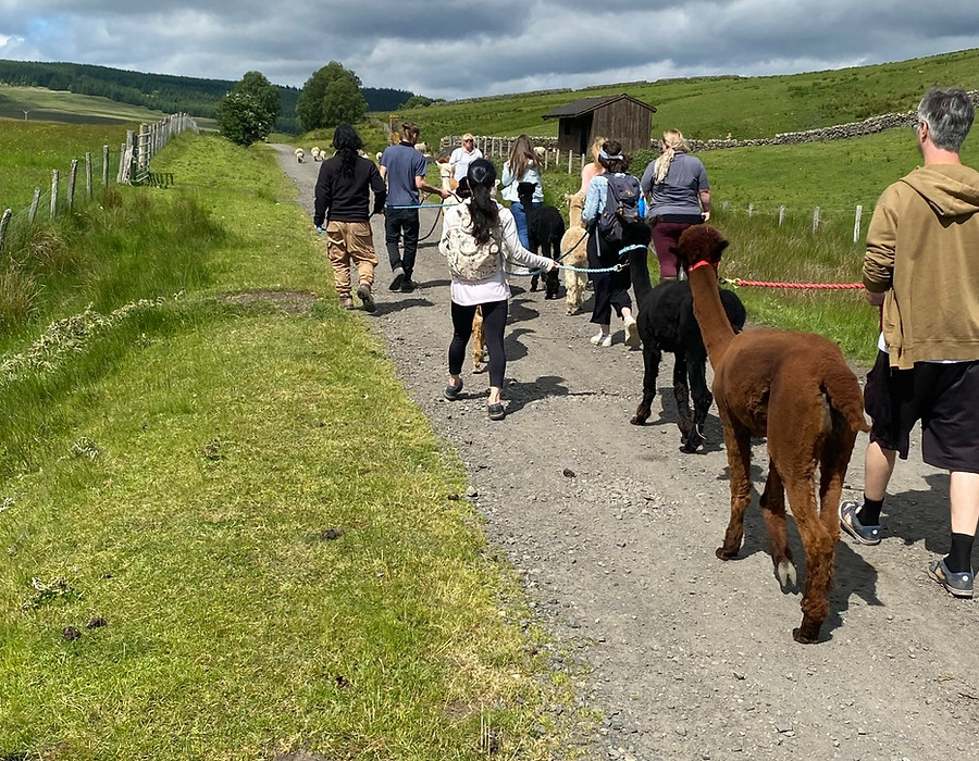 Ferny Rigg alpacas gathered close to the camera beneath a blue sky