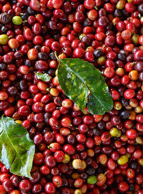 close-up-of-fresh-red-raw-coffee-beans-free-photo.jpg