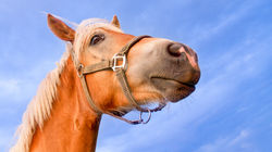 farma_blanik_2011-7216