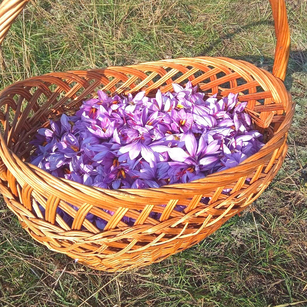 ماذا تعرف عن الزعفران الأوكراني ؟