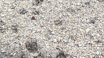 bft footprint in rocks.jpeg