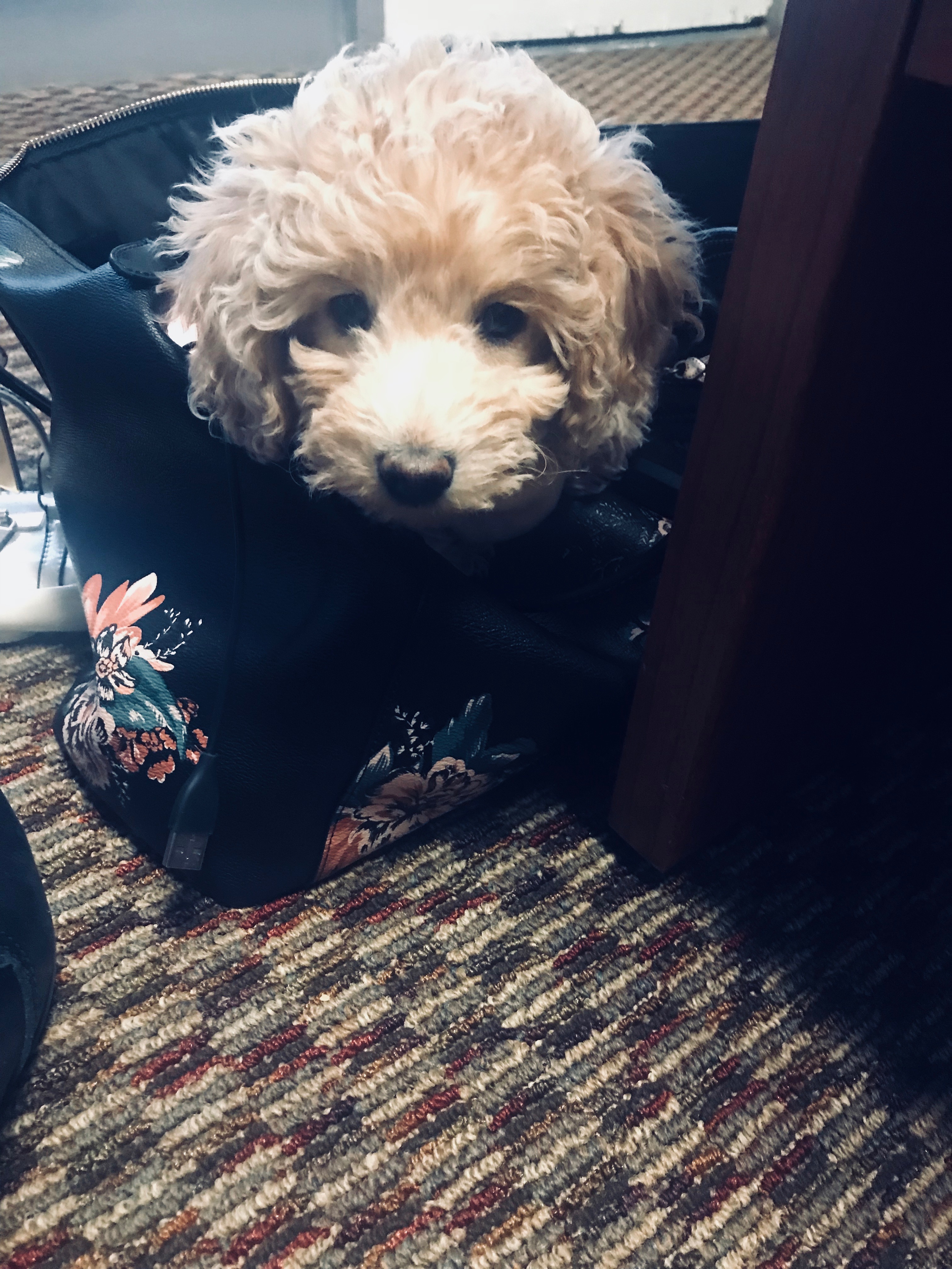 Snickerdoodles F1 Petite Goldendoodle