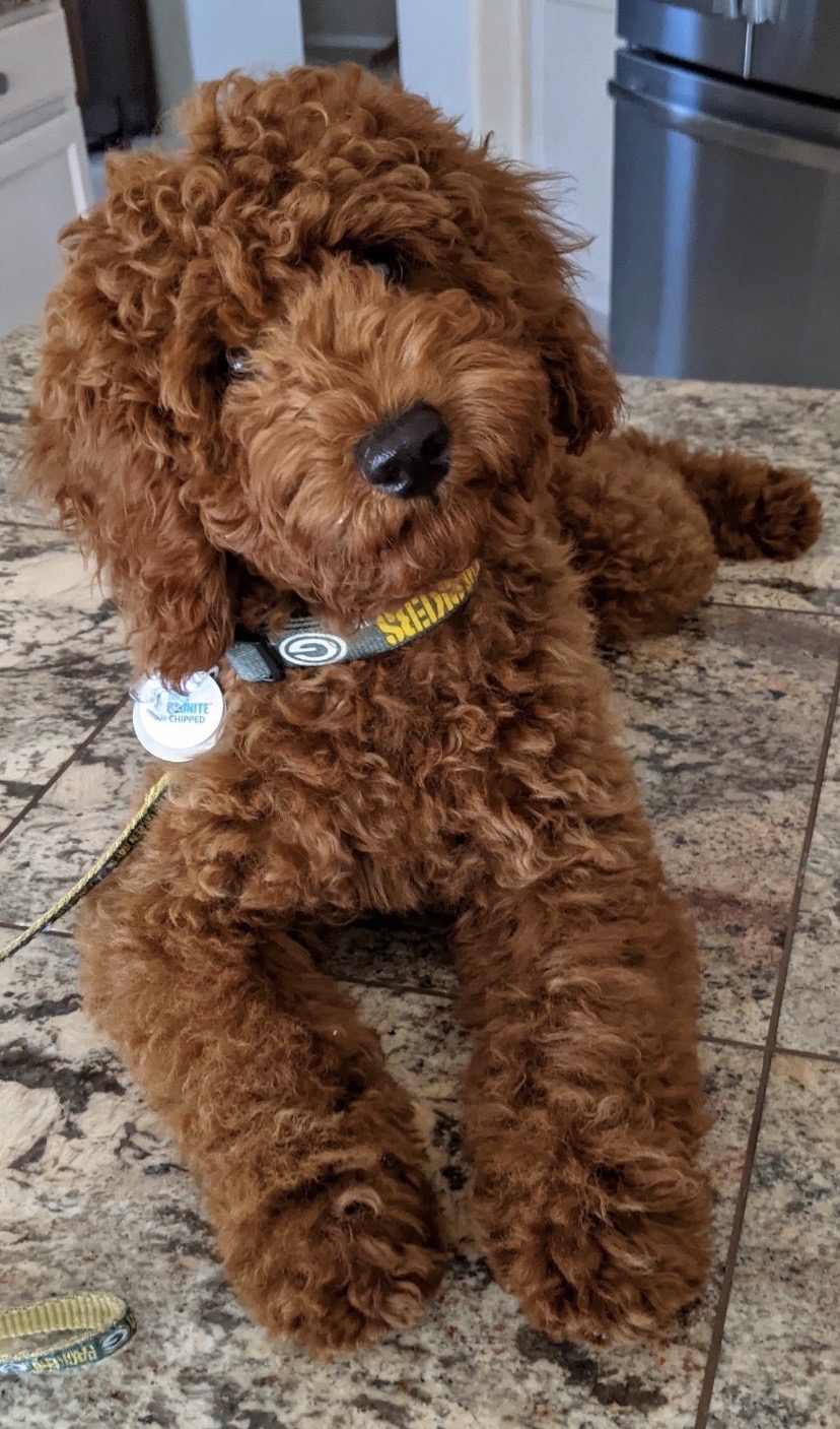 Ginger F1b Tiny Goldendoodle