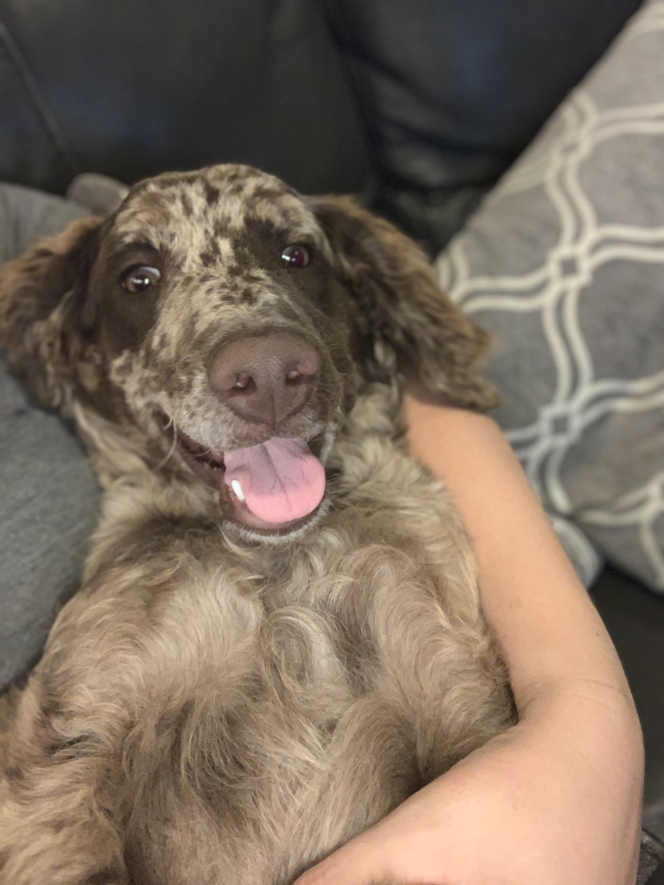 Lulu F2 Mini Goldendoodle