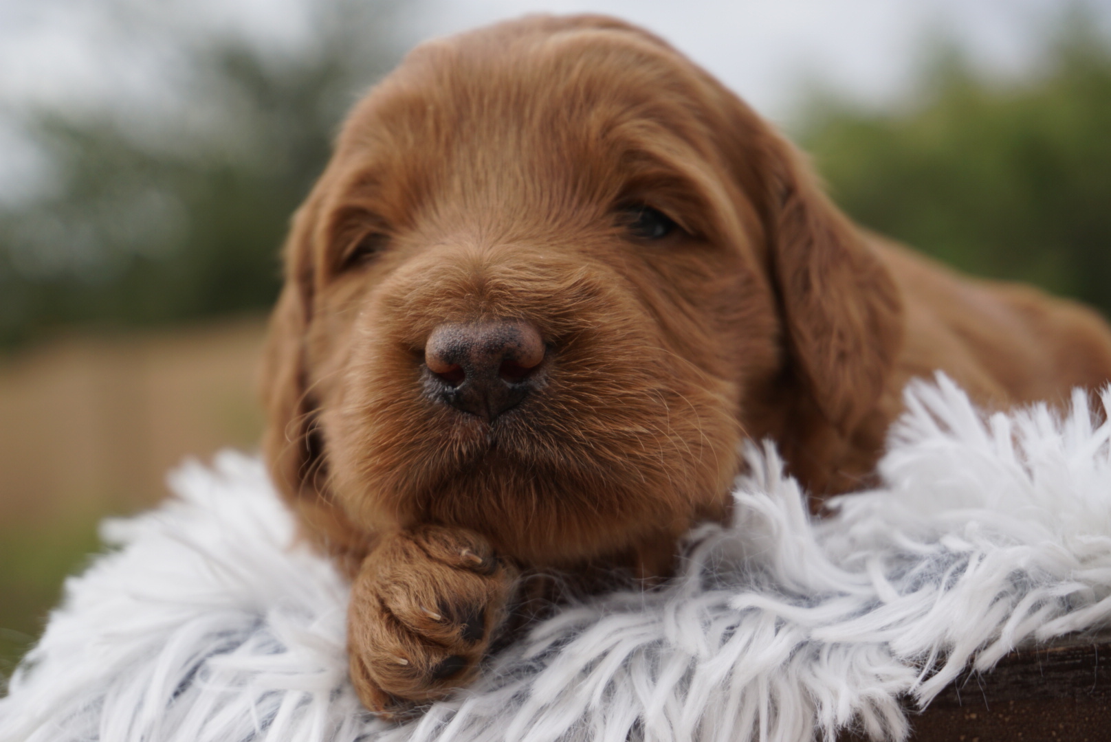 June F1b Mini Goldendoodle