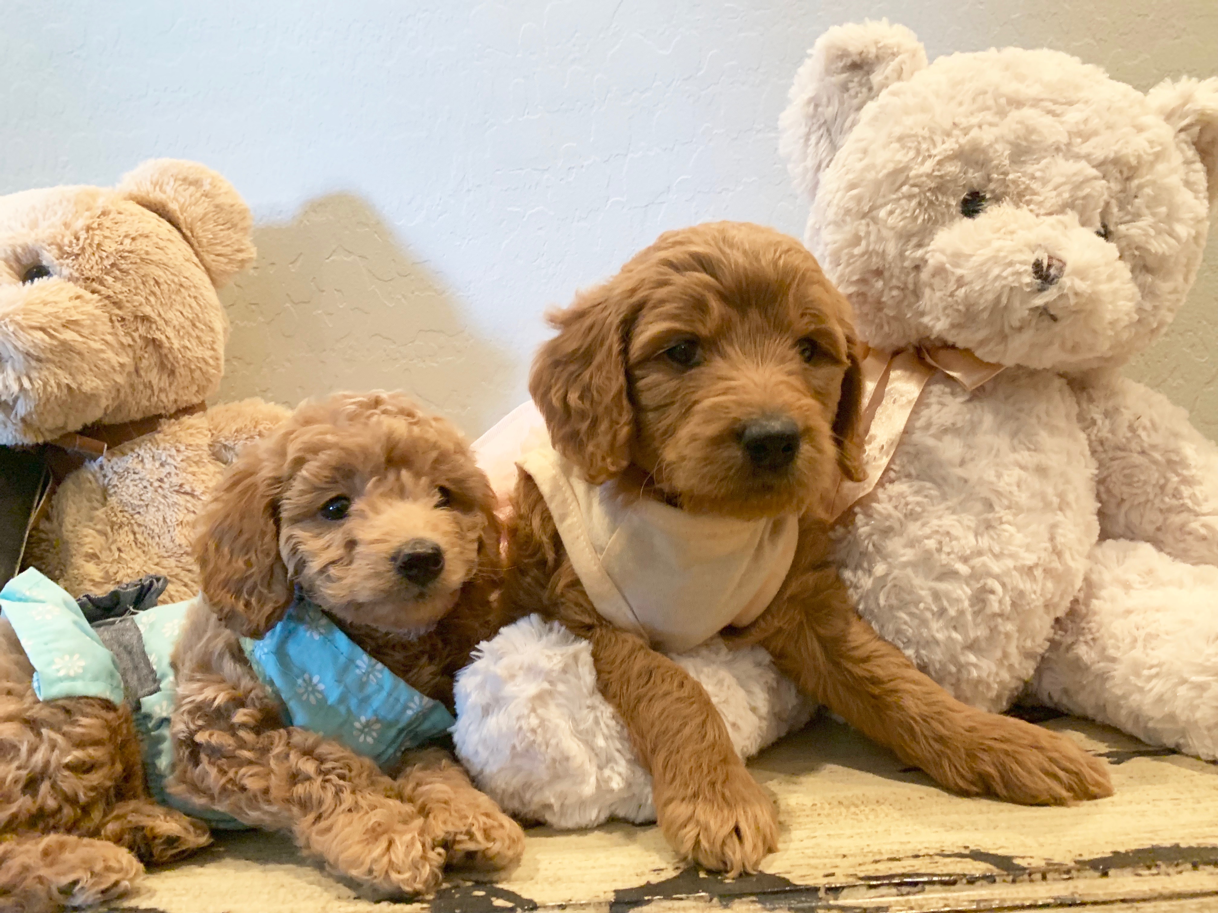 Snickerdoodles F1 Petite Goldendoodle