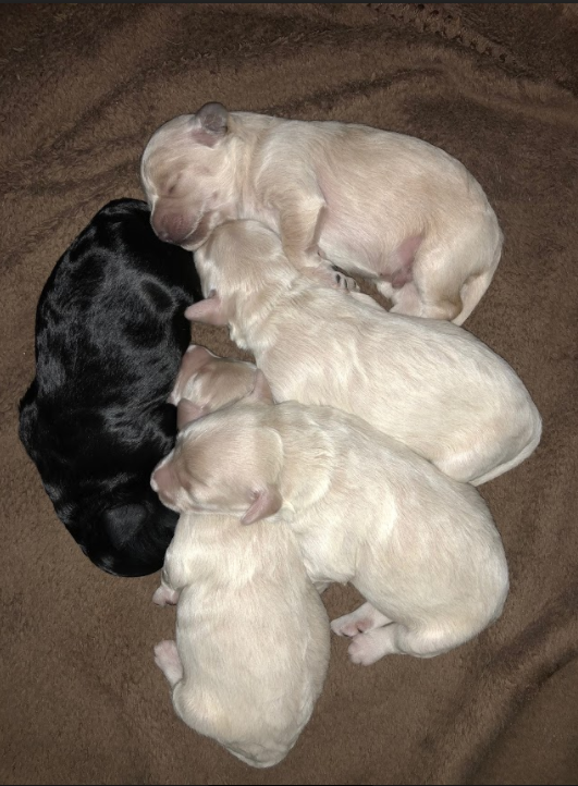 Snickerdoodles F1 Petite Goldendoodle