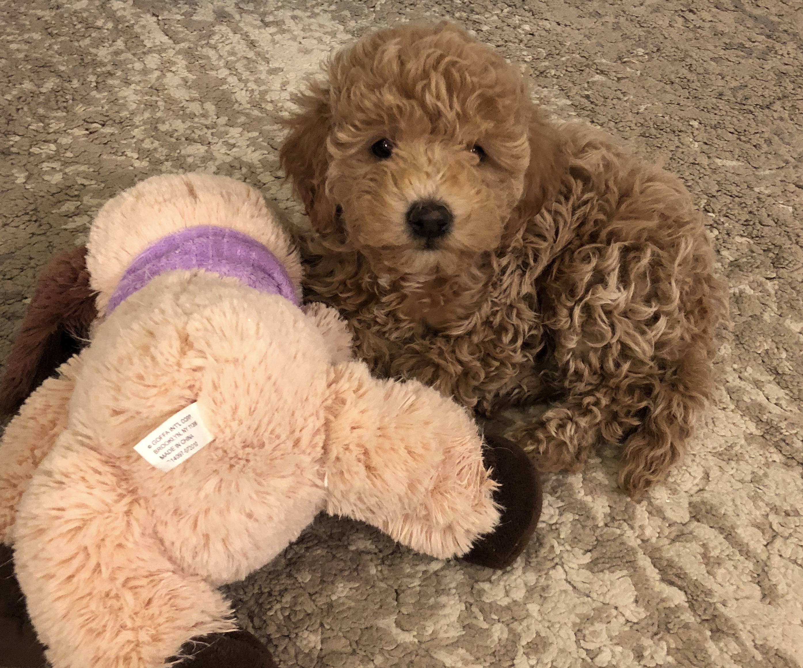 Snickerdoodles F1 Petite Goldendoodle