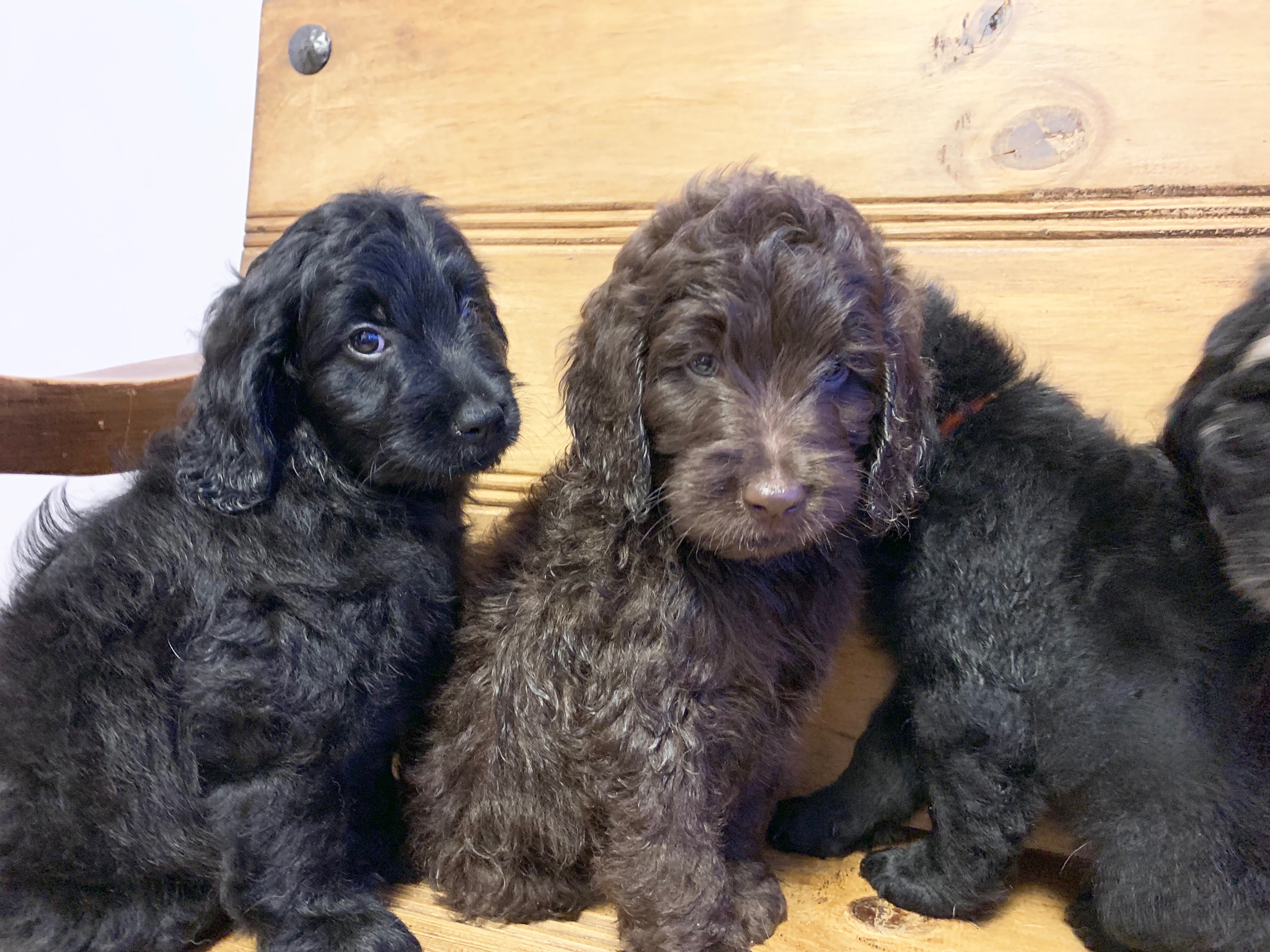 Lulu F2 Mini Goldendoodle