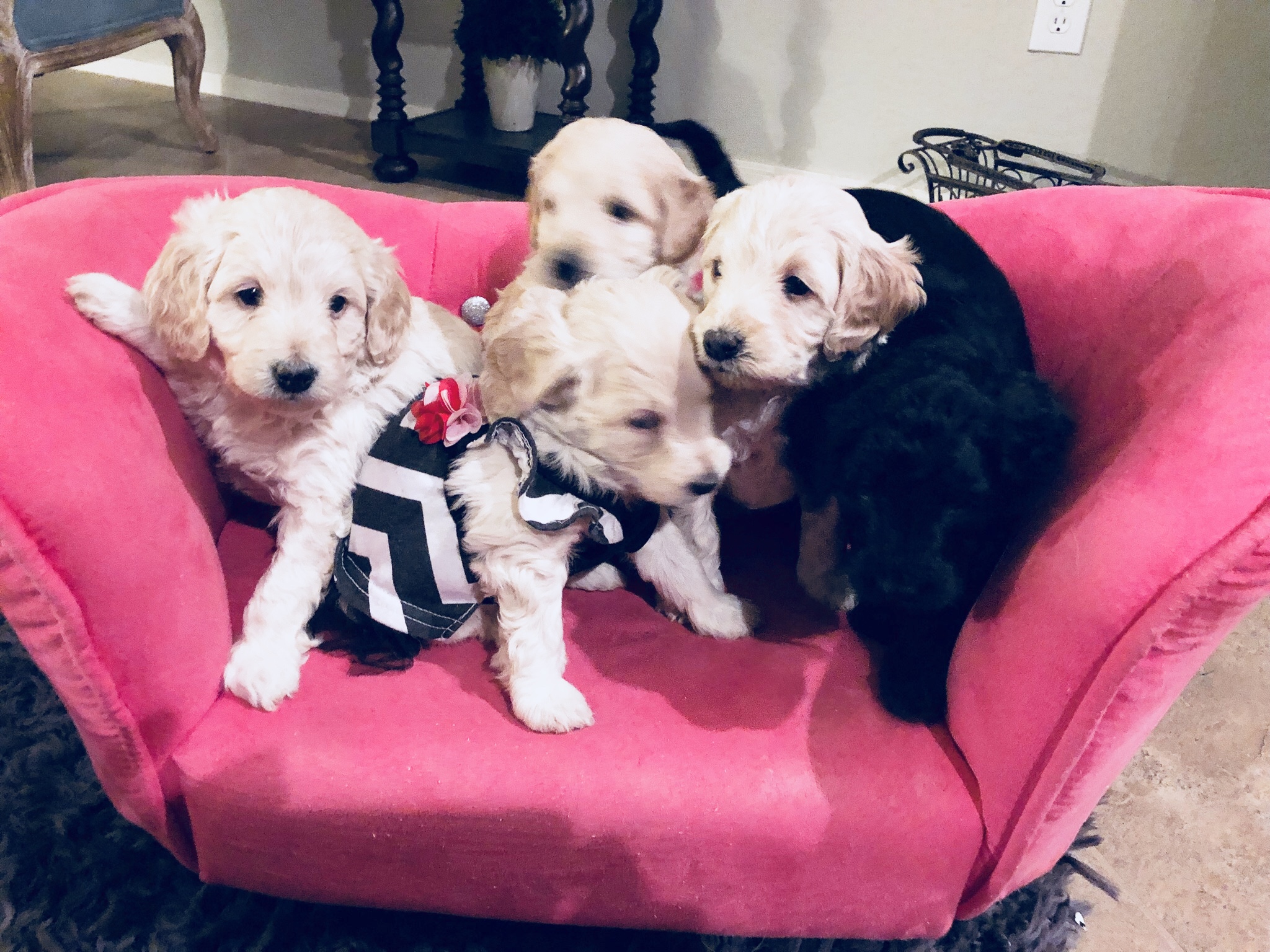Snickerdoodles F1 Petite Goldendoodle