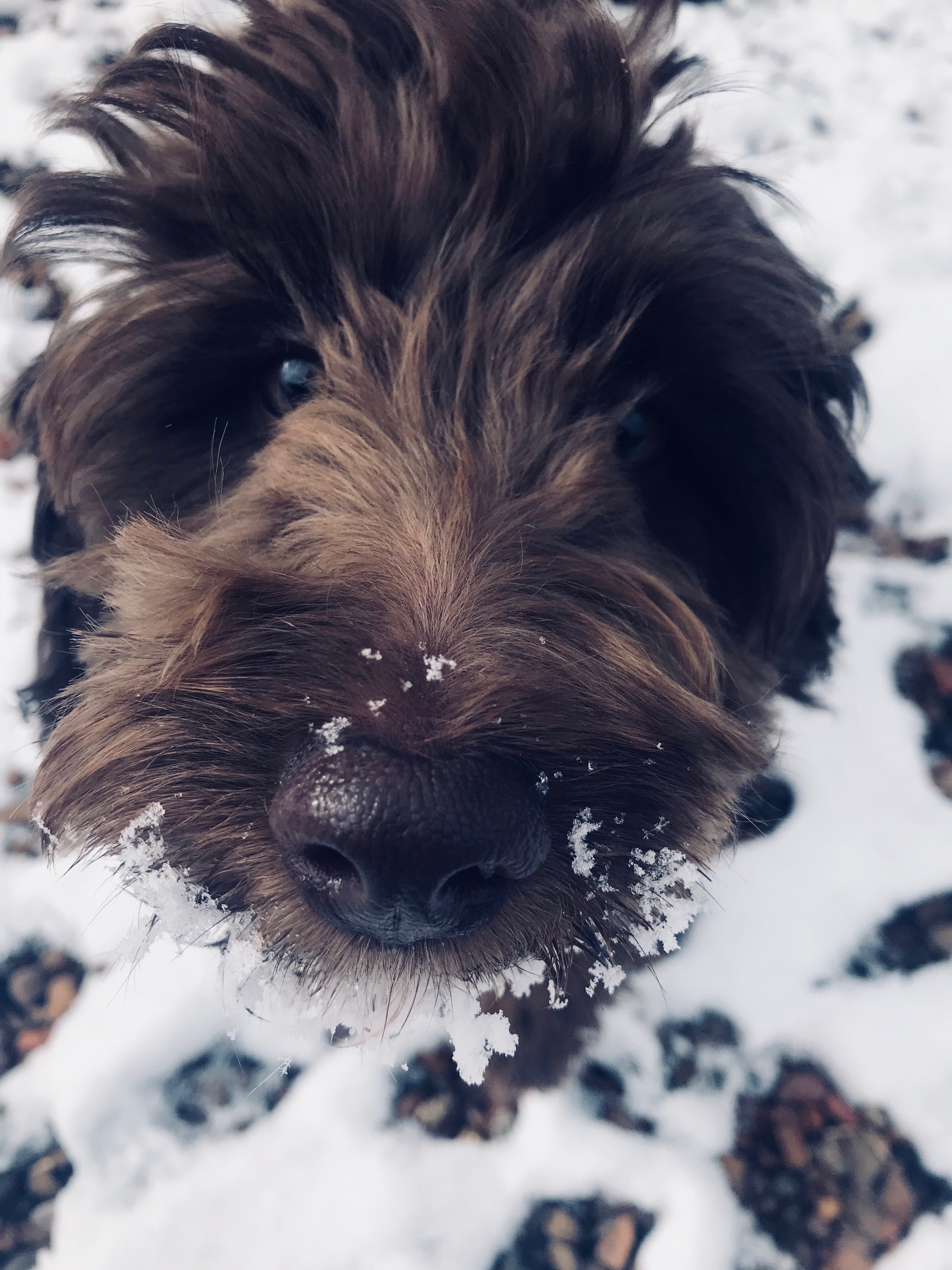 Lulu F2 Mini Goldendoodle