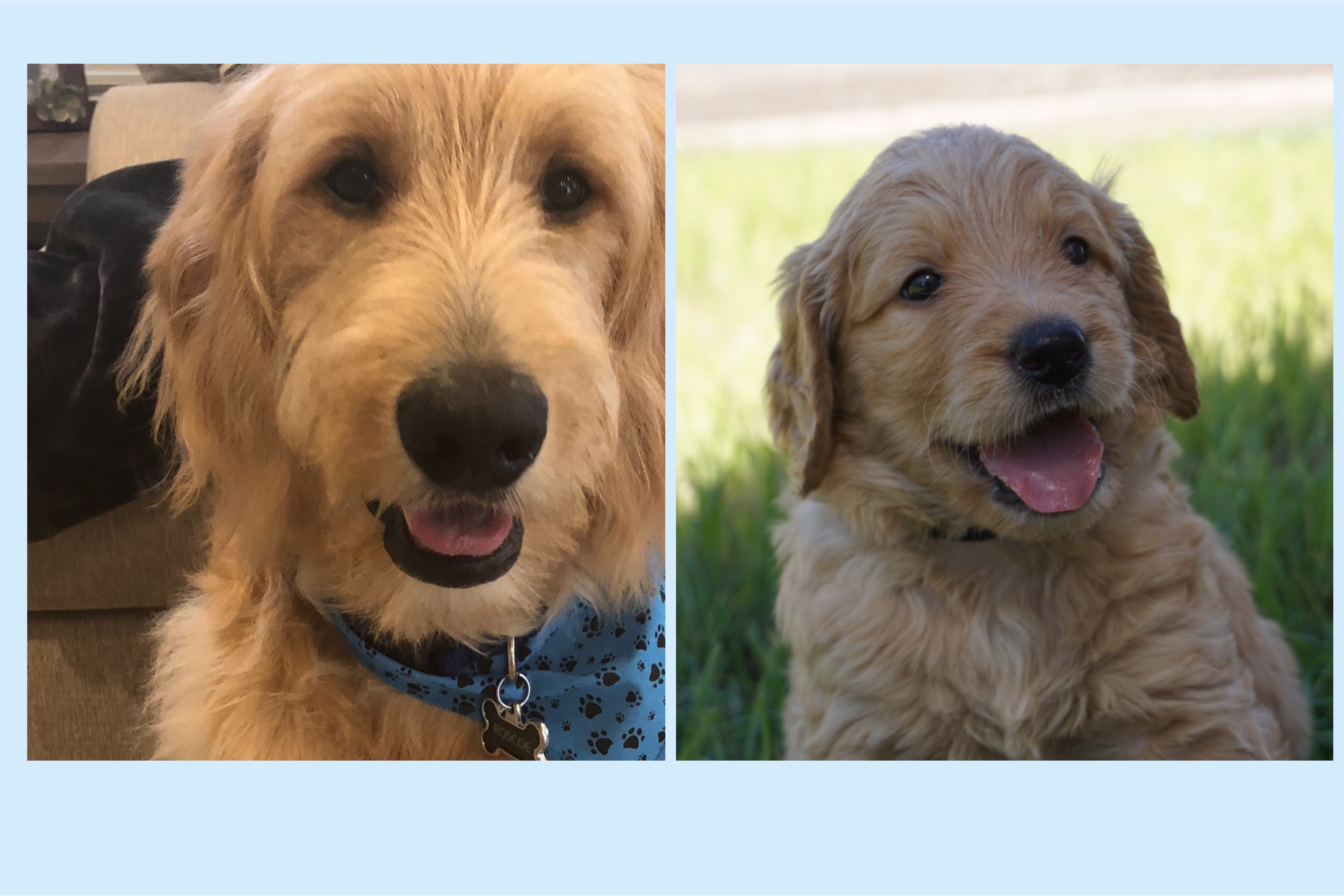 Lucy Golden Retriever
