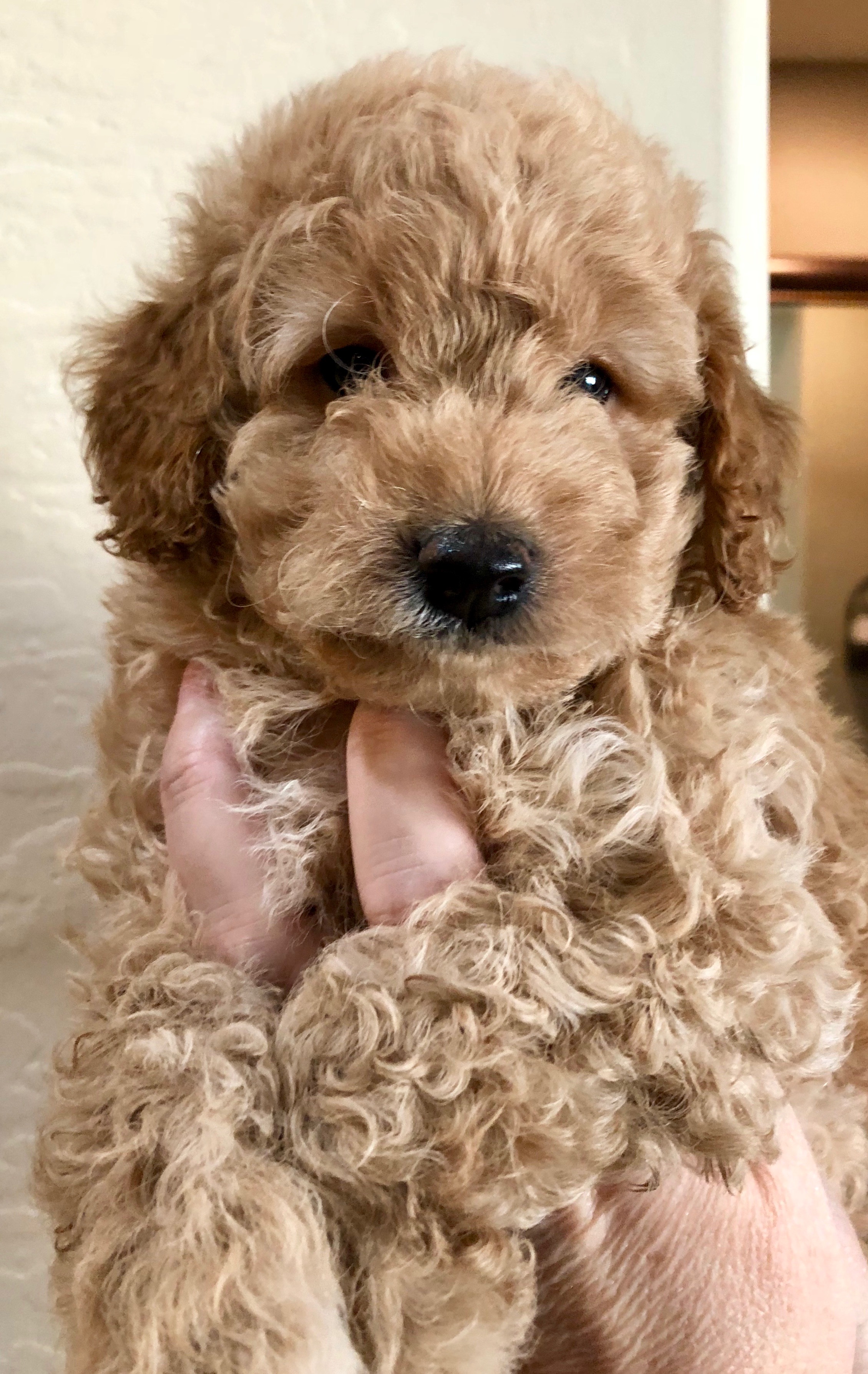 Snickerdoodles F1 Petite Goldendoodle
