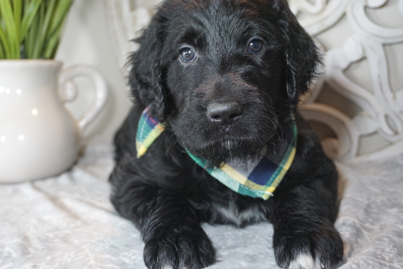 Lucy Golden Retriever