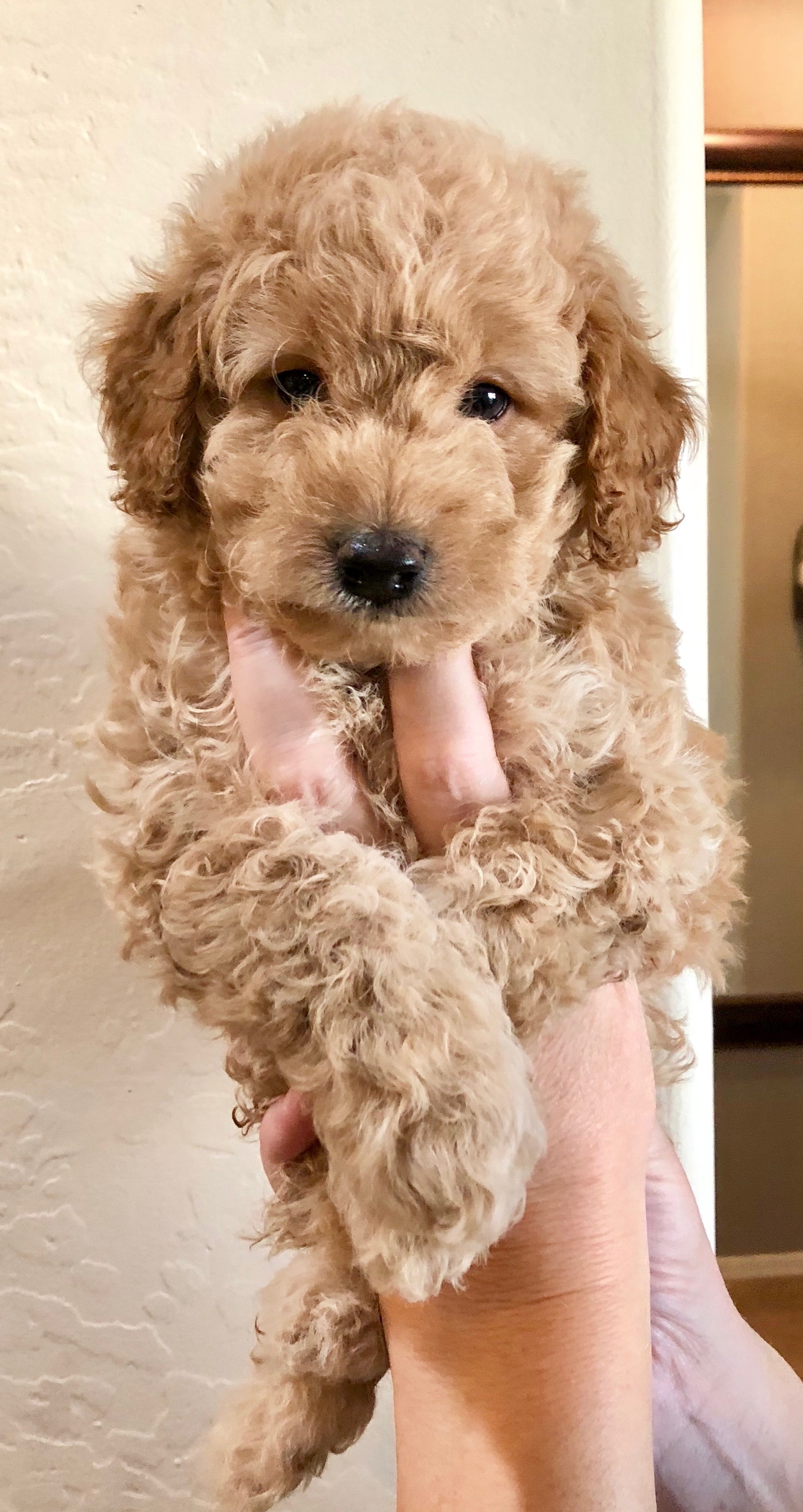 Snickerdoodles F1 Petite Goldendoodle