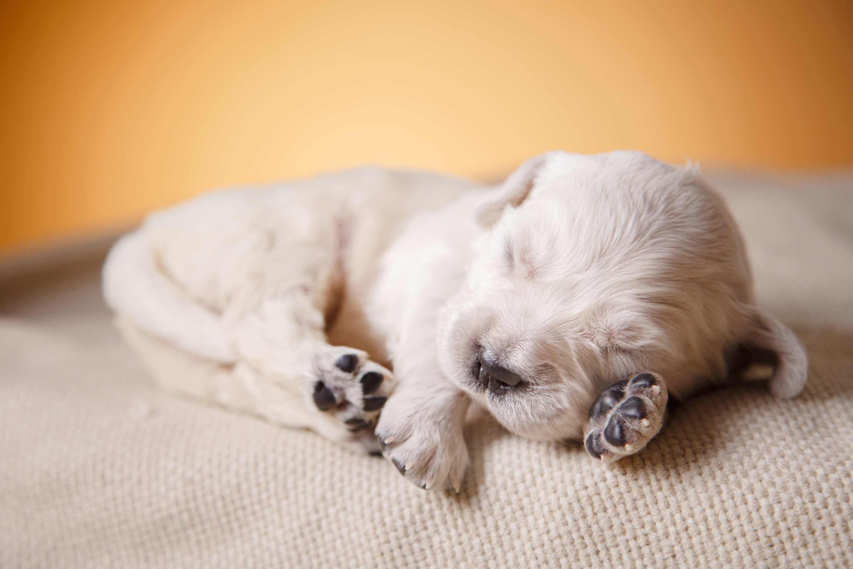 Snickerdoodles F1 Petite Goldendoodle