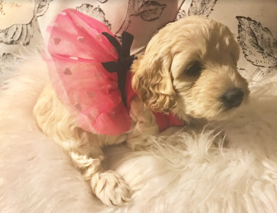 Snickerdoodles F1 Petite Goldendoodle
