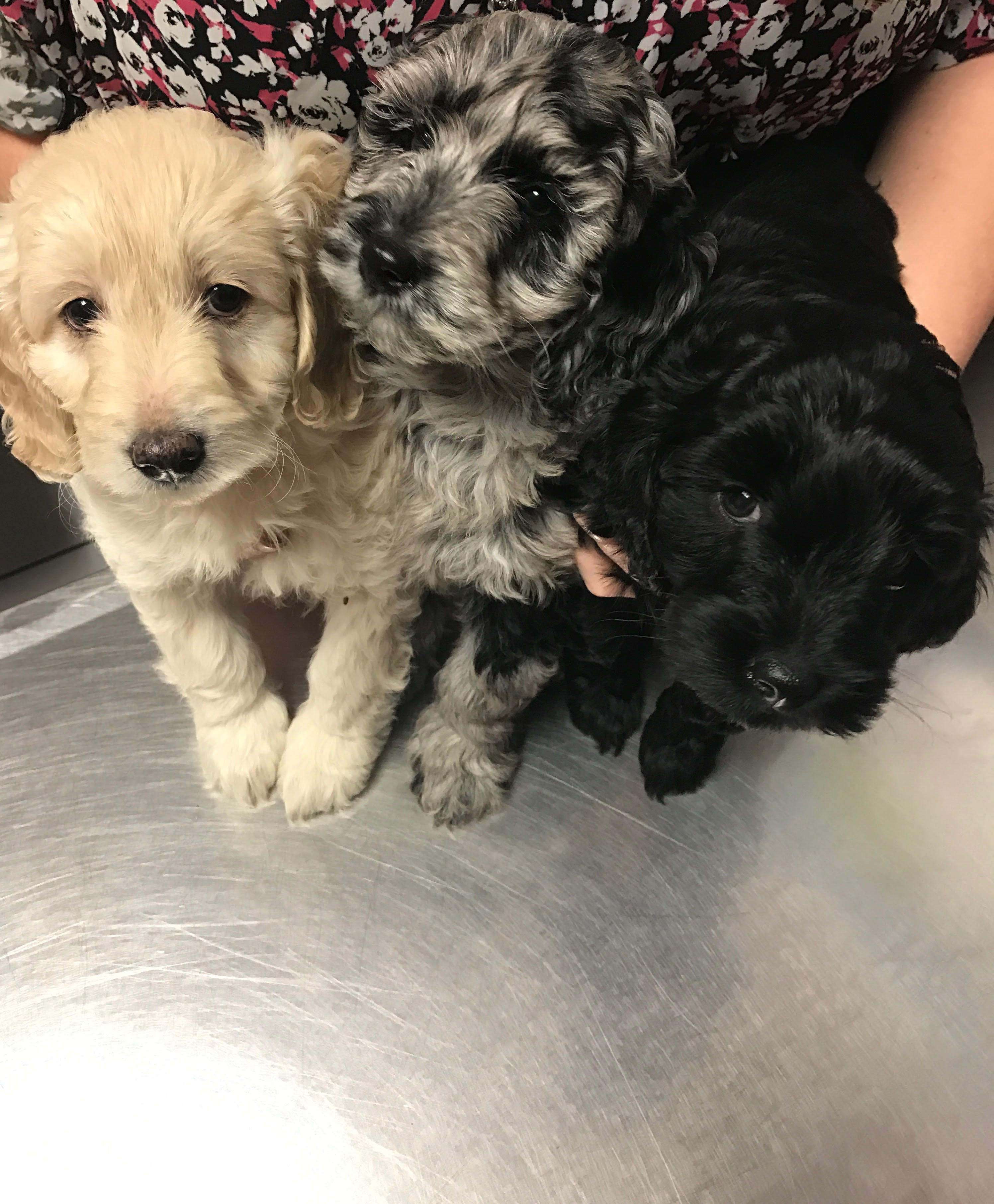 Snickerdoodles F1 Petite Goldendoodle