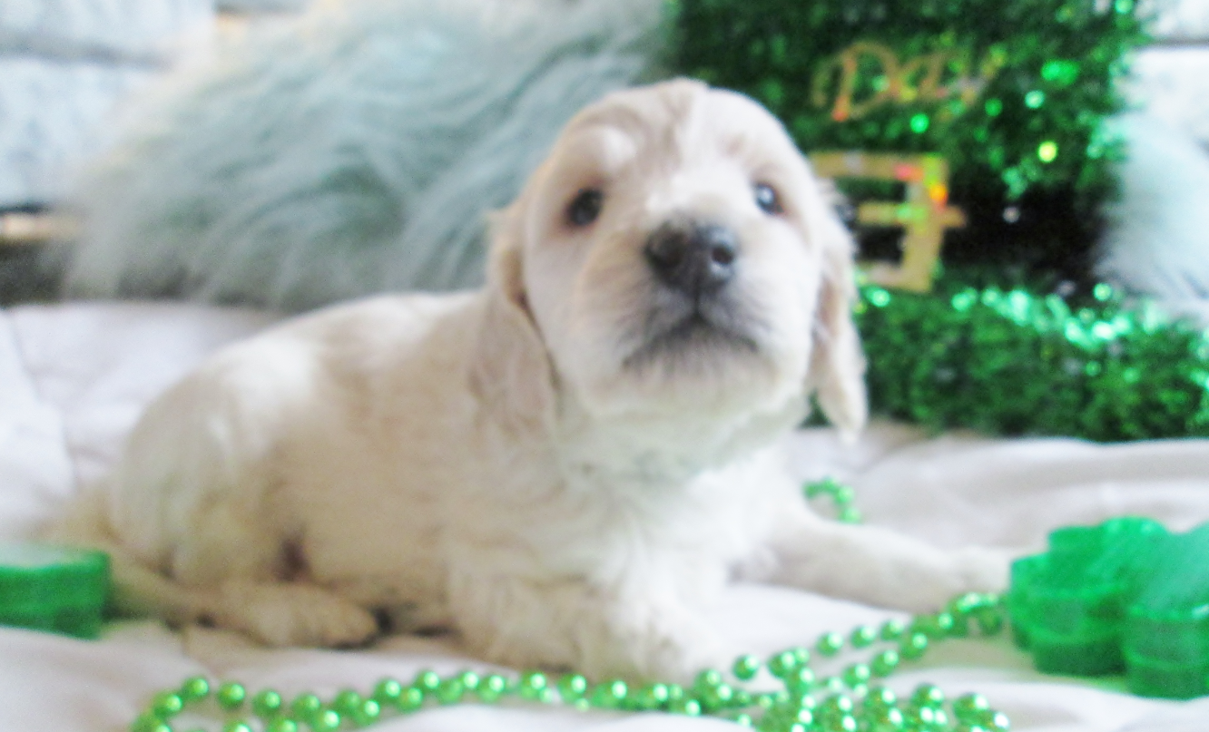 Snickerdoodles F1 Petite Goldendoodle