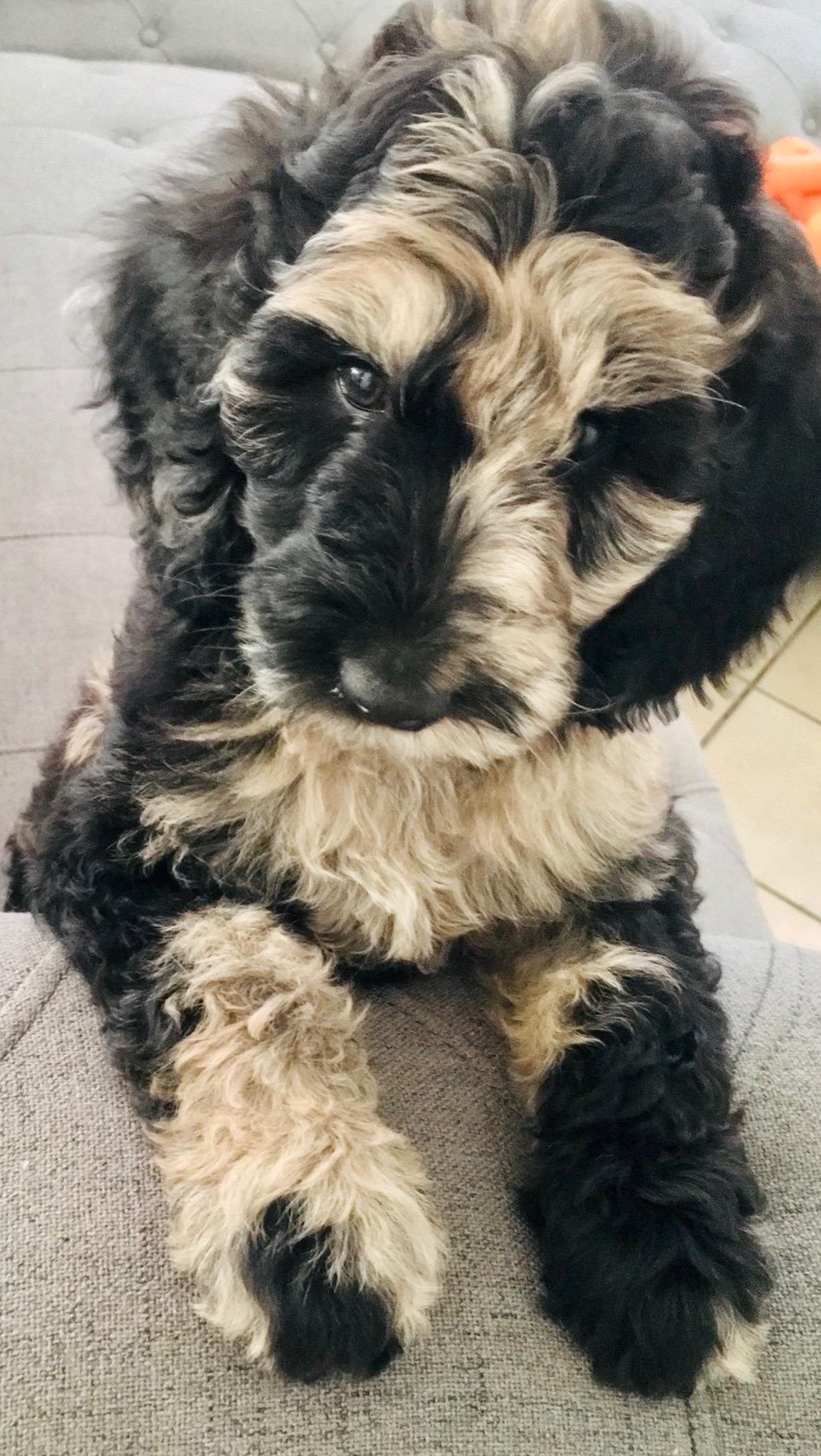 Snickerdoodles F1 Petite Goldendoodle