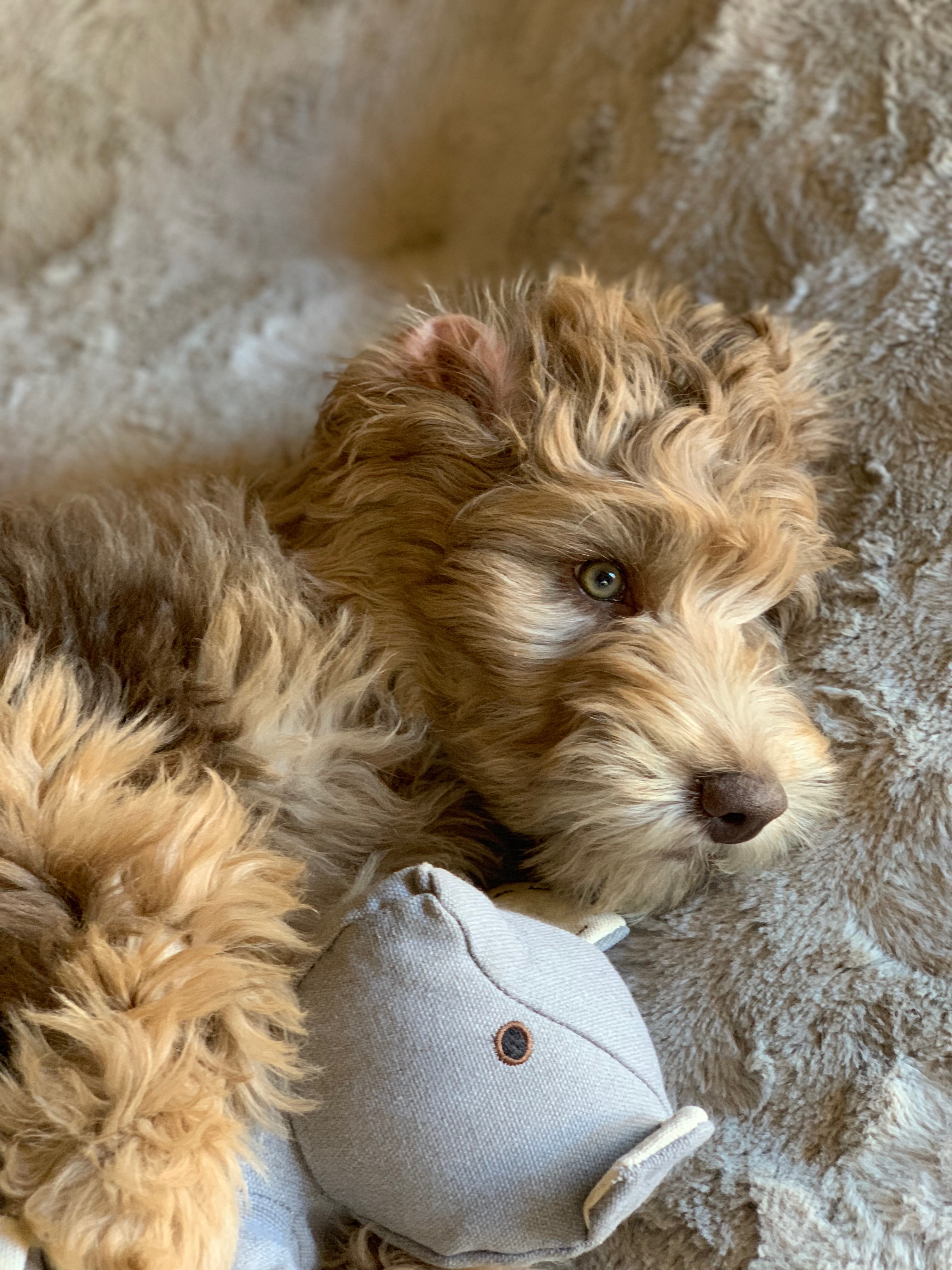 Lulu F2 Mini Goldendoodle