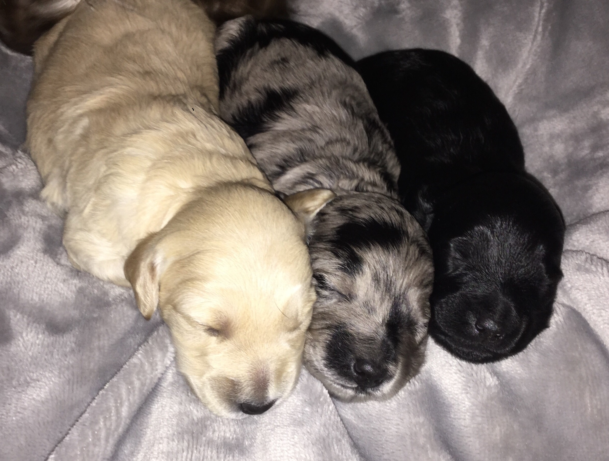 Charlee, Stella, Sparky