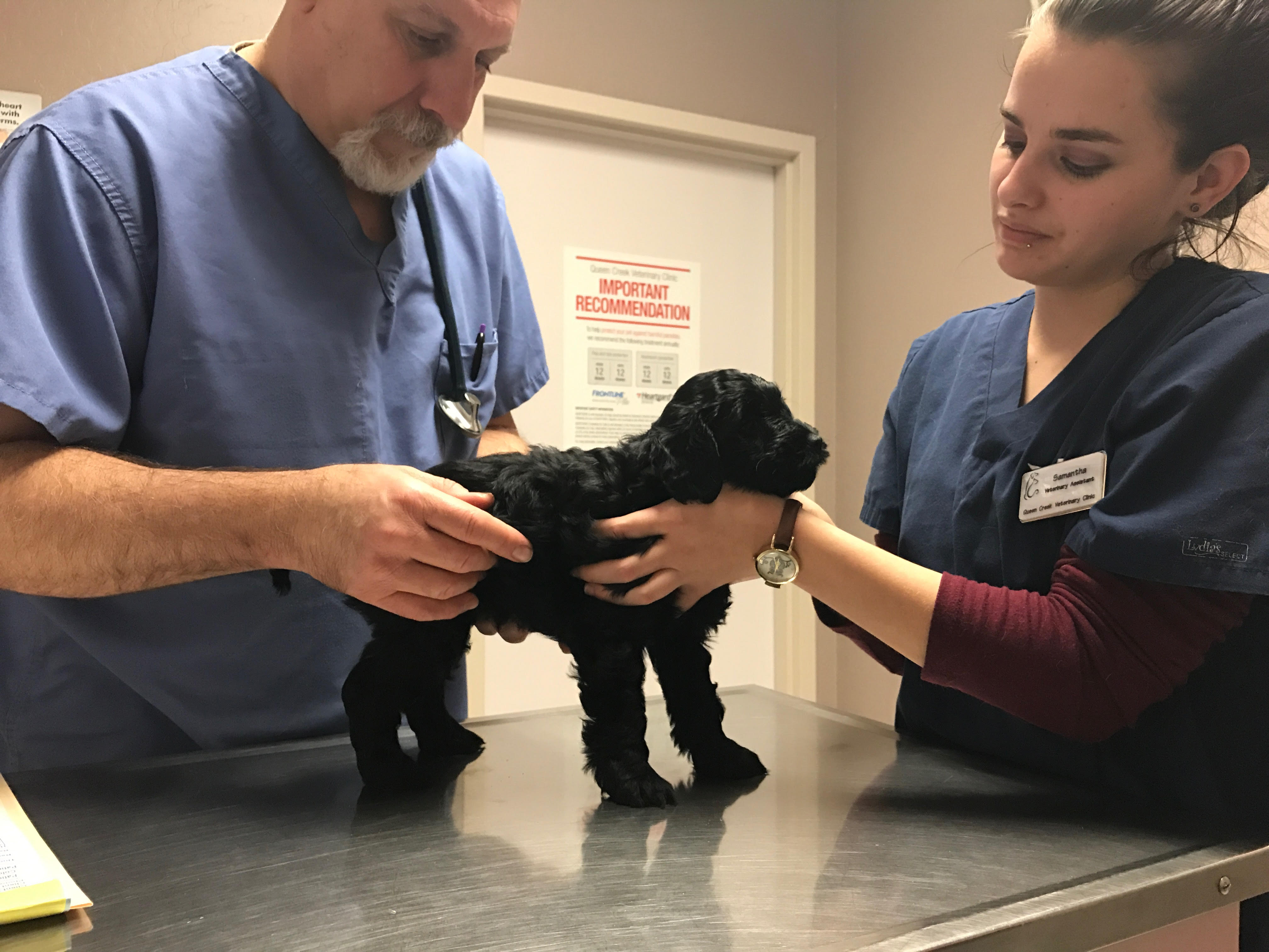 Snickerdoodles F1 Petite Goldendoodle