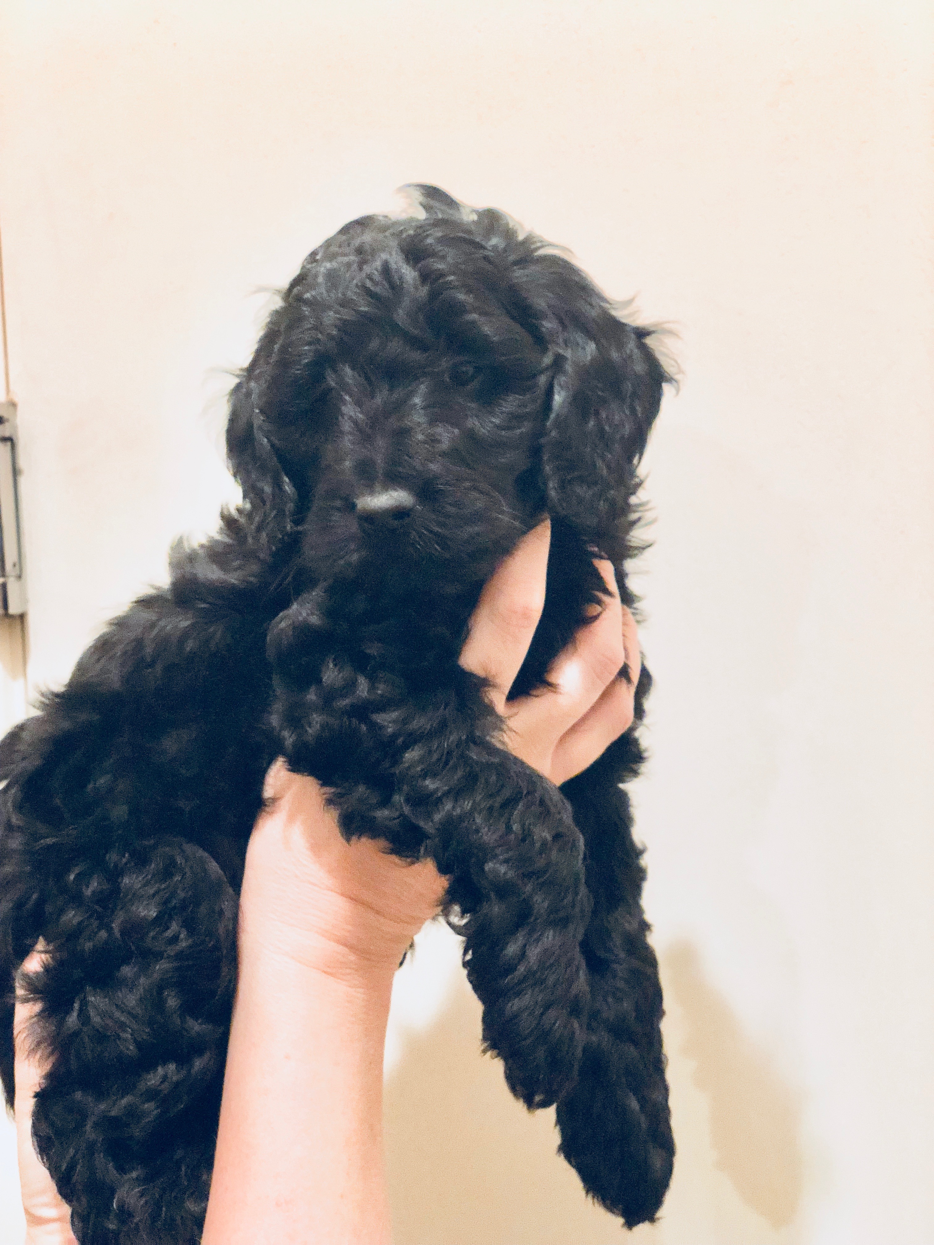 Snickerdoodles F1 Petite Goldendoodle