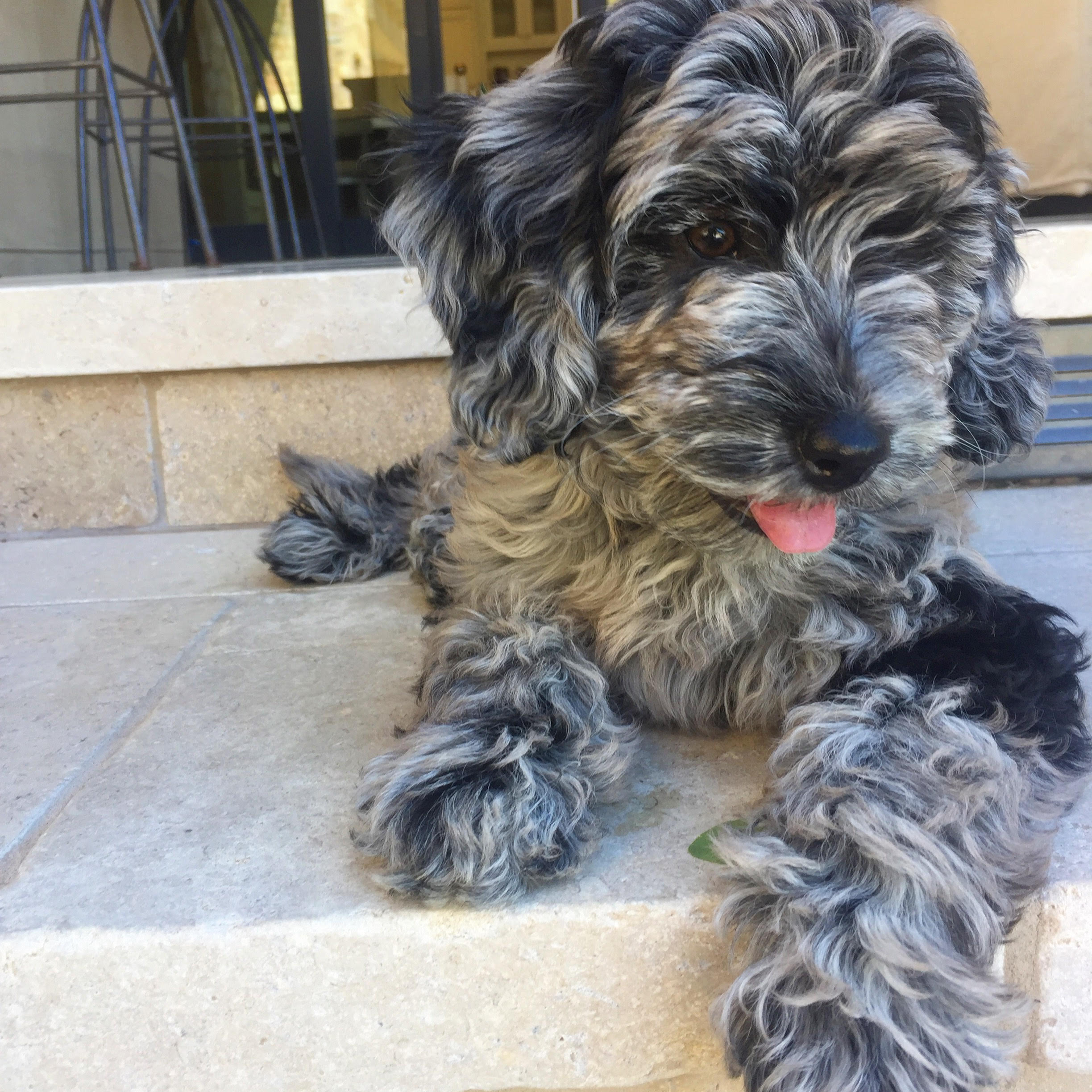 Snickerdoodles F1 Petite Goldendoodle
