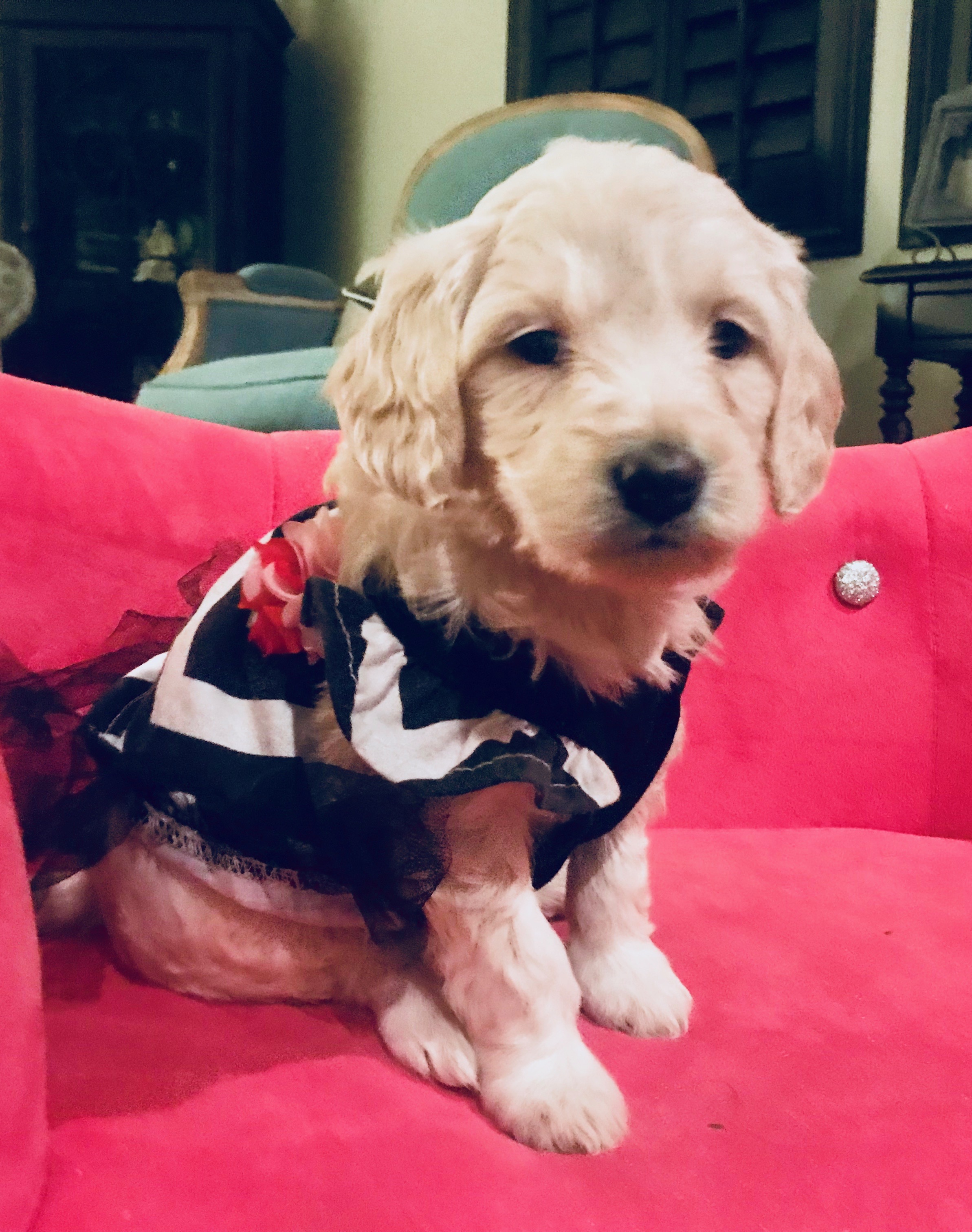 Snickerdoodles F1 Petite Goldendoodle