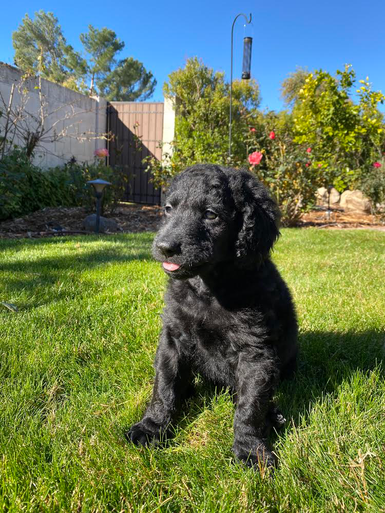 Lulu F2 Mini Goldendoodle