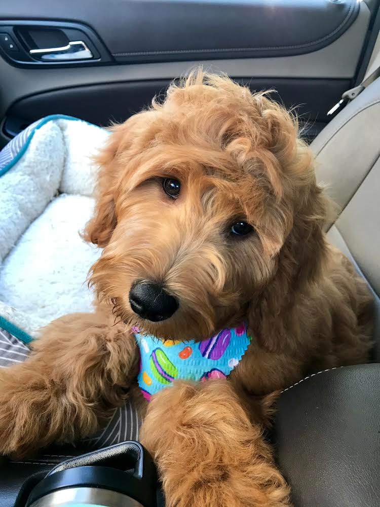 Lucy Golden Retriever