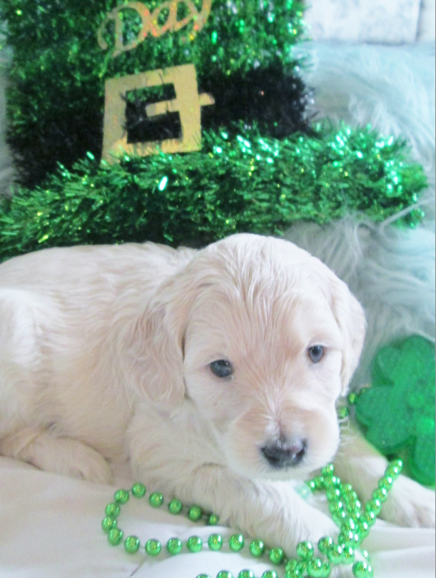 Snickerdoodles F1 Petite Goldendoodle