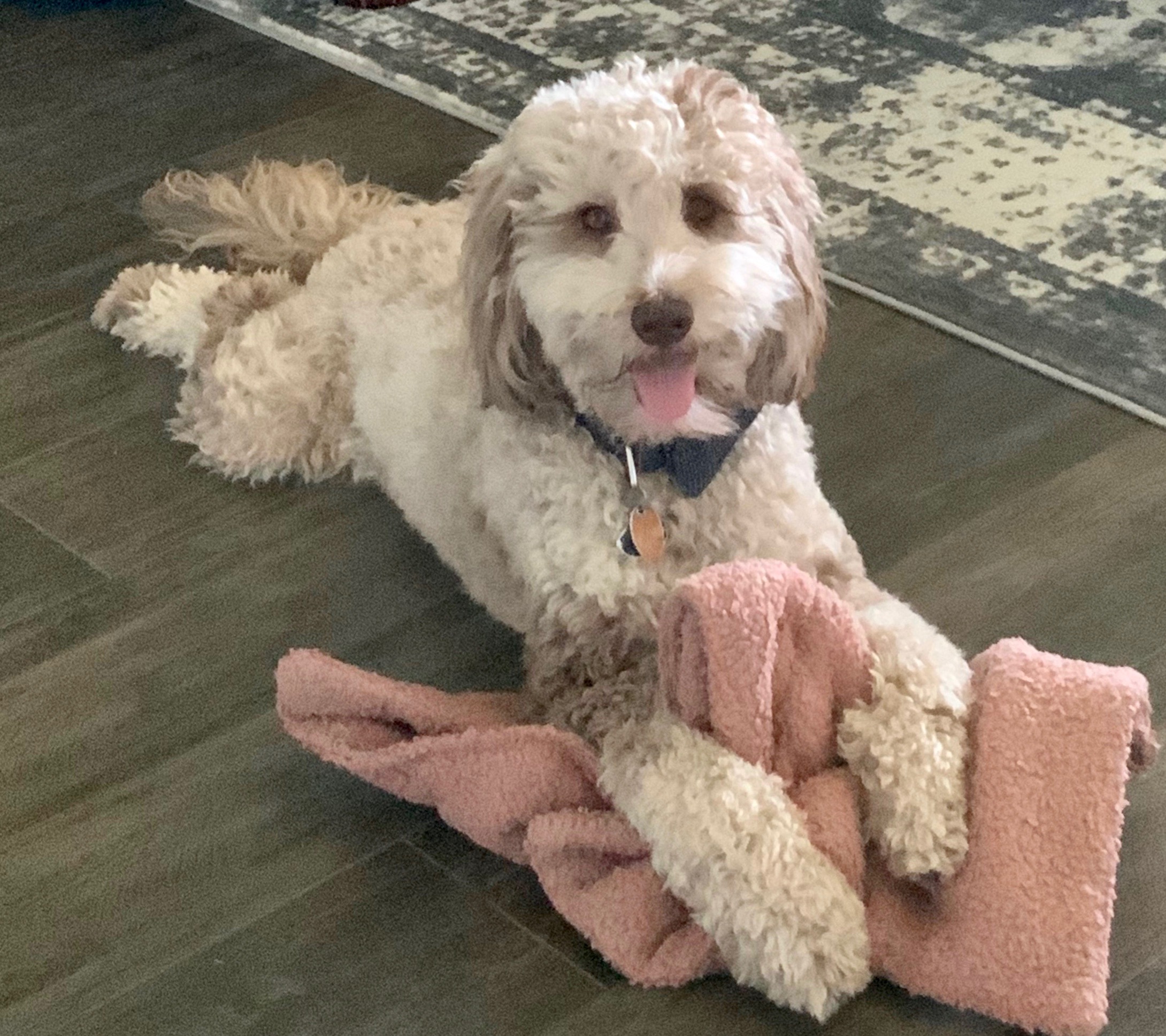 Lulu F2 Mini Goldendoodle