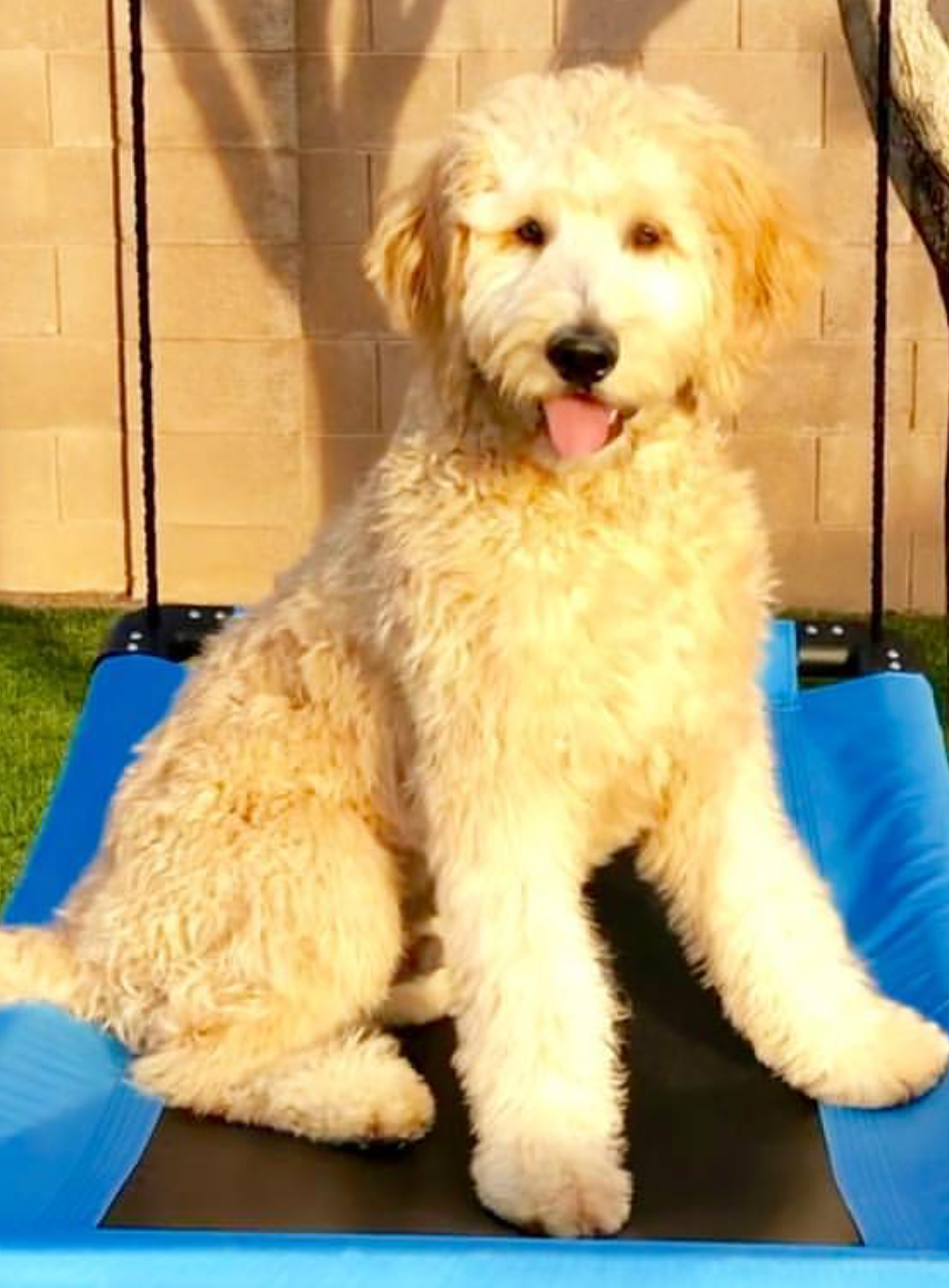Lucy Golden Retriever