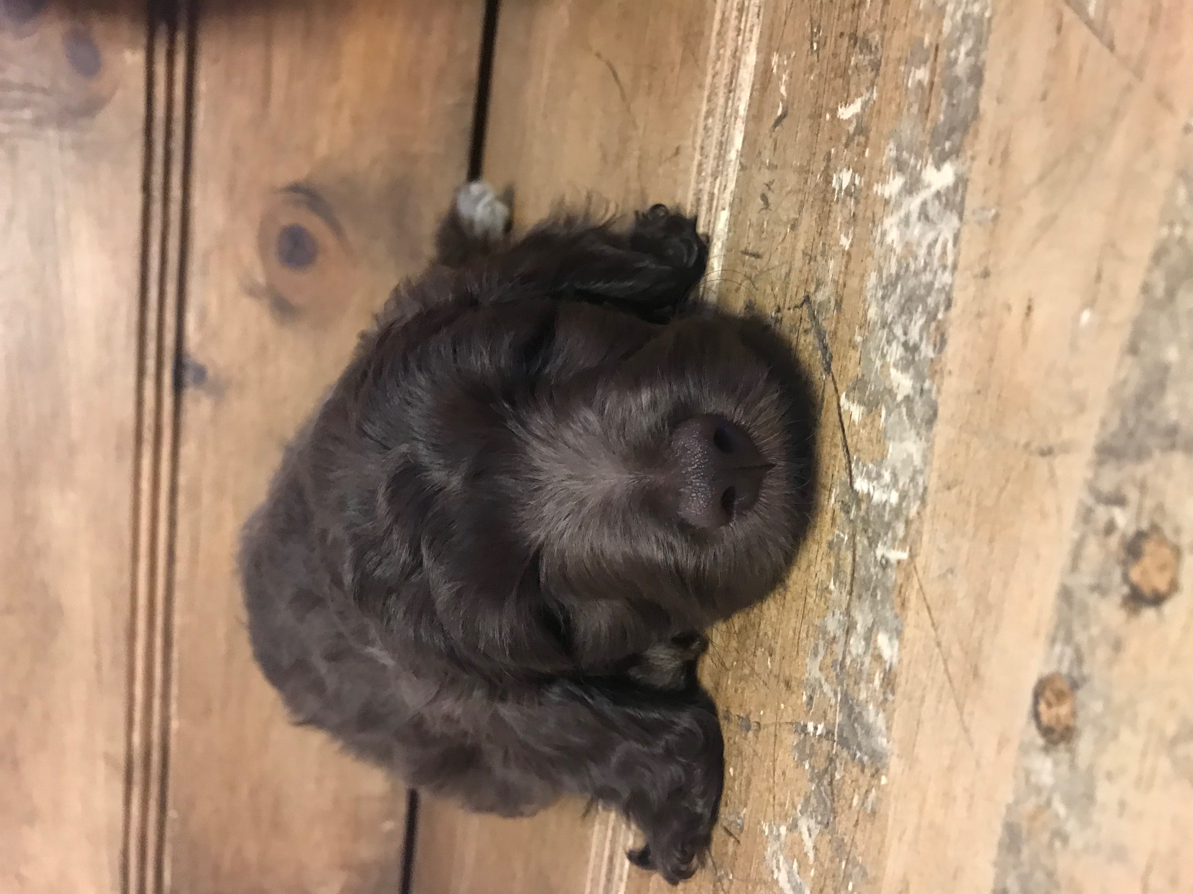 Lulu F2 Mini Goldendoodle