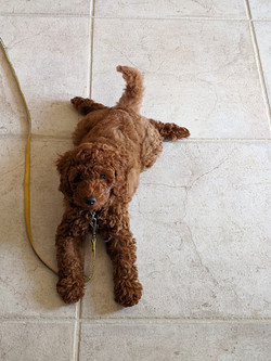 Ginger F1b Tiny Goldendoodle