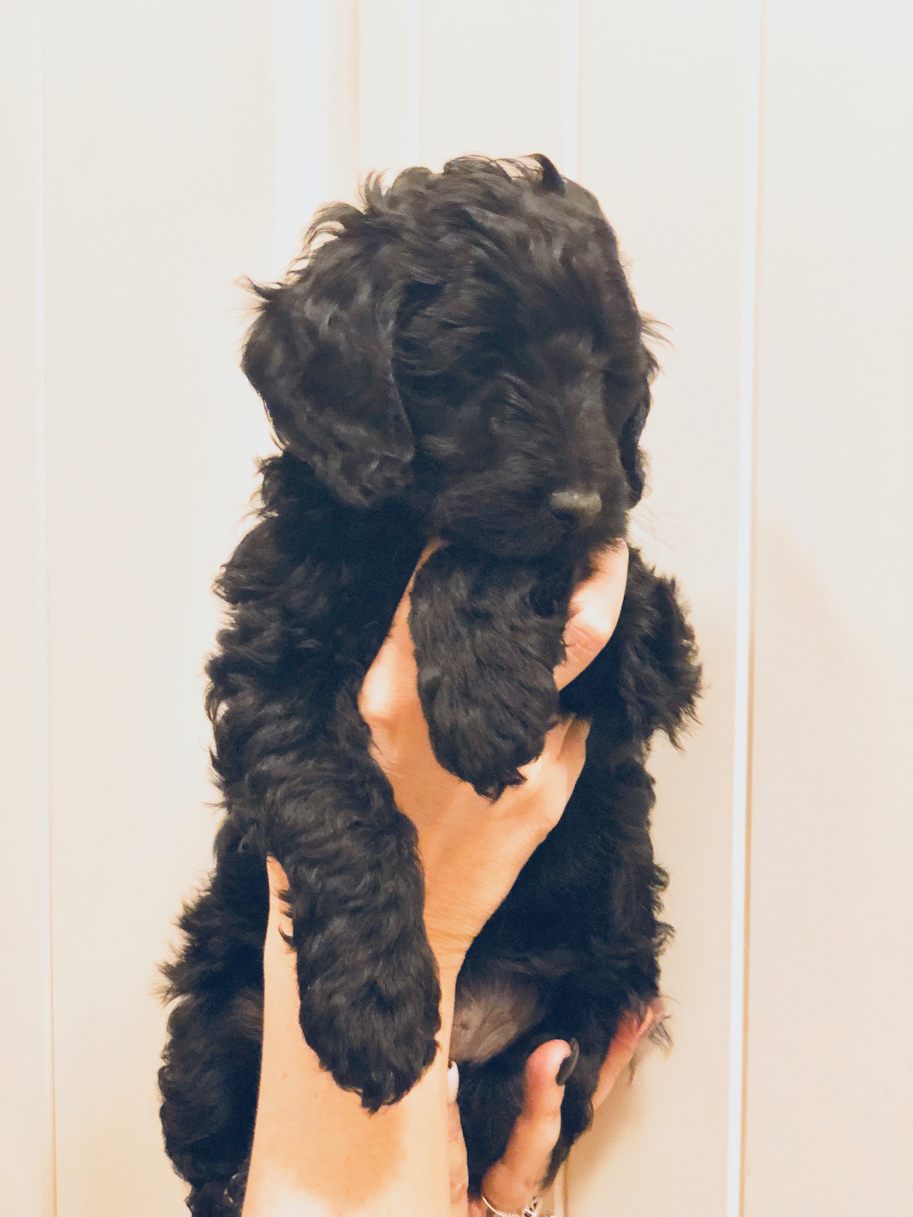 Snickerdoodles F1 Petite Goldendoodle