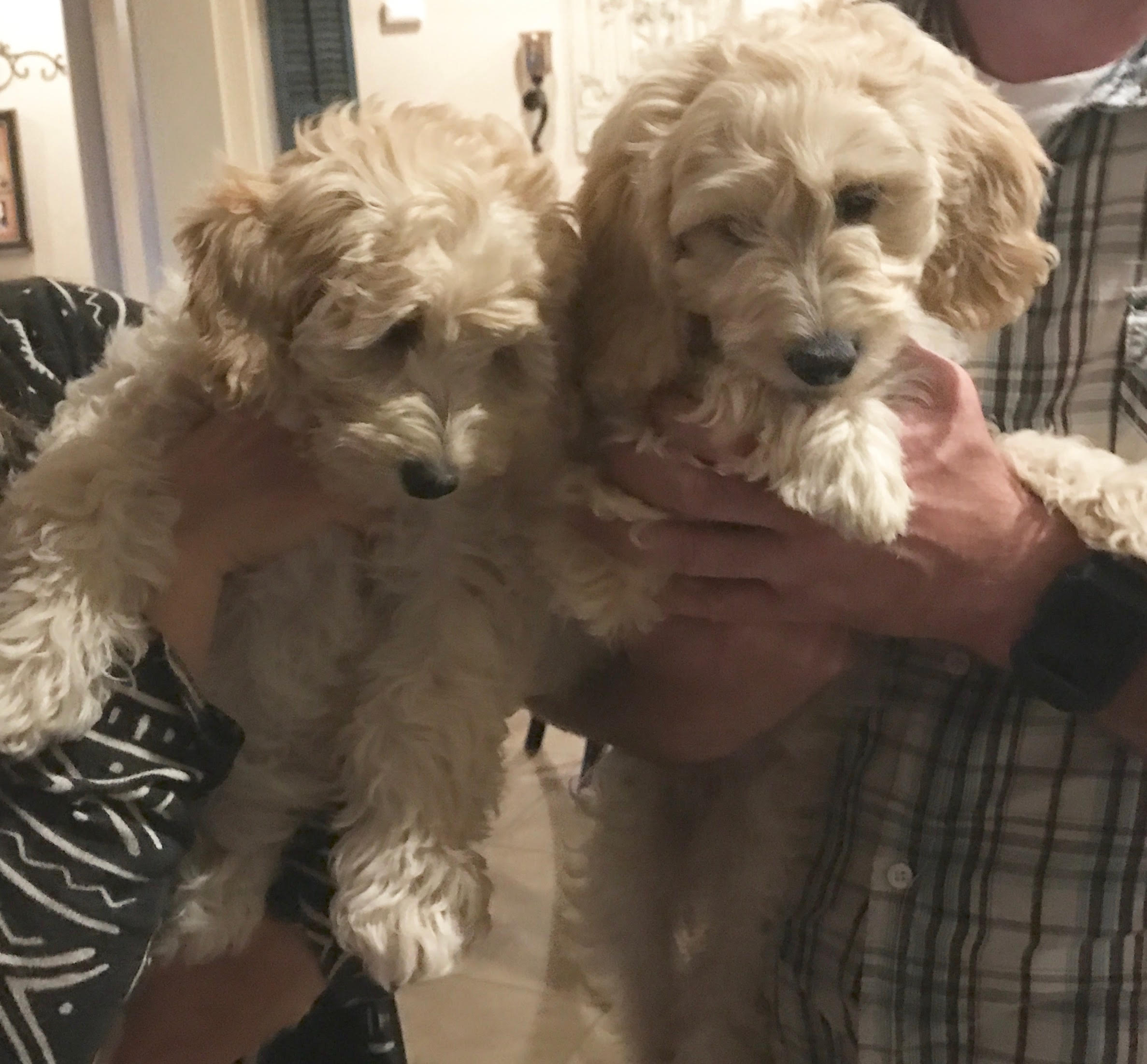 Snickerdoodles F1 Petite Goldendoodle